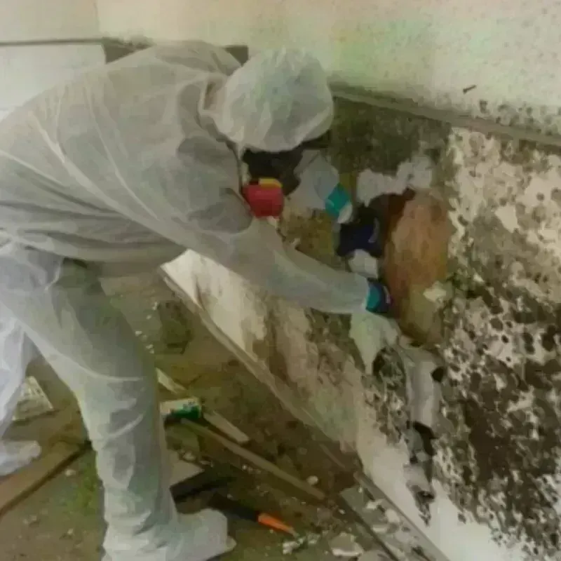 Mold Remediation and Removal in Nocona, TX